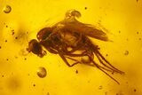 Fossil Flies (Diptera) and a Cockroach (Blattoidea) In Baltic Amber #200253-2